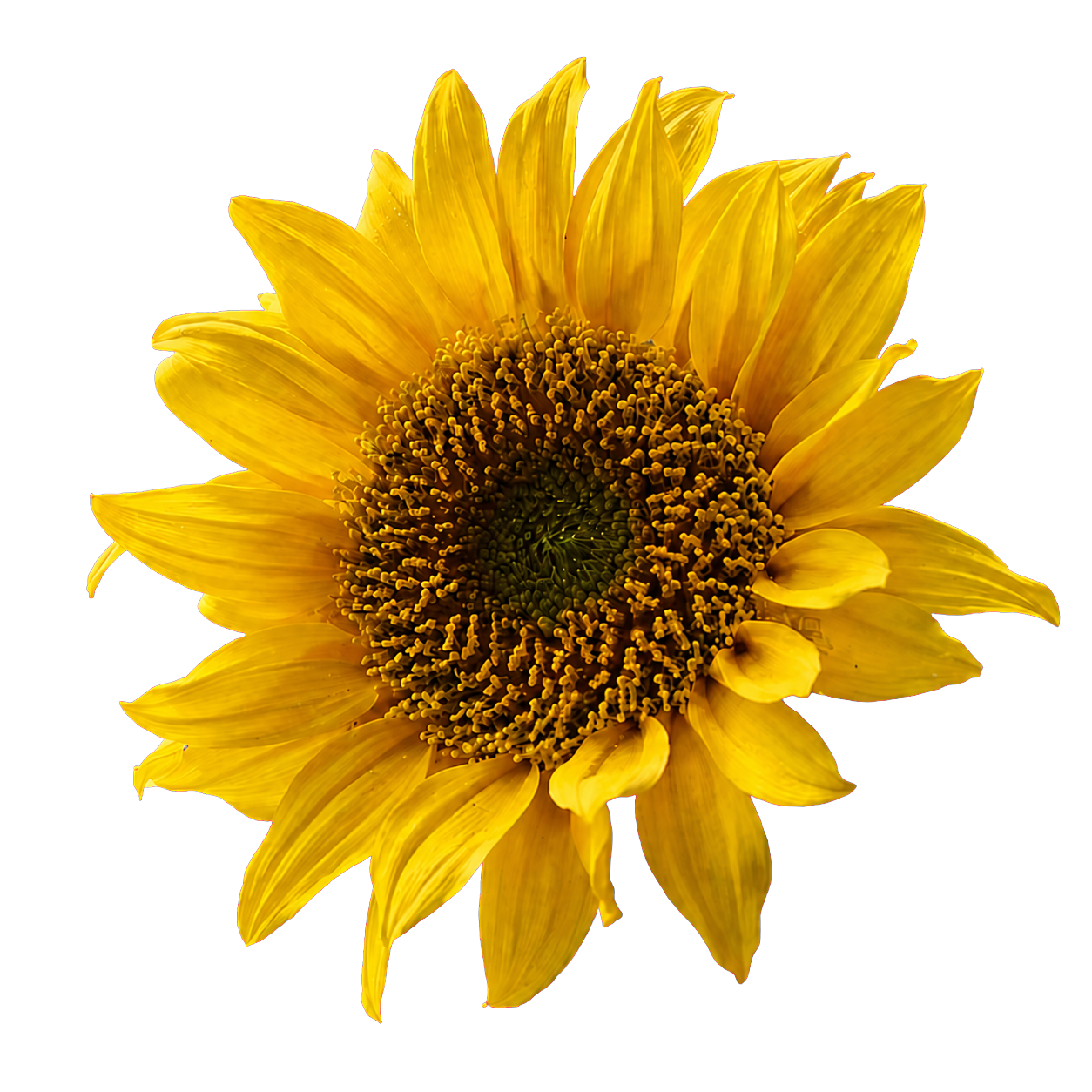 Vitaminas E ingredientas